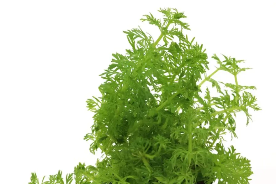 Kleine Ambulia, Limnophila sessiliflora, im Topf