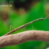 Kleine Astmantis, Popa spurca