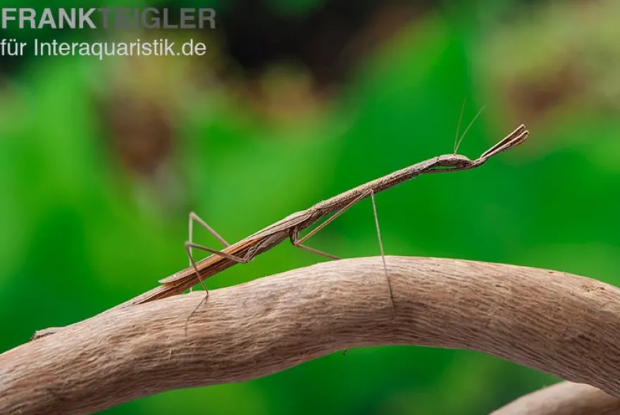 Kleine Astmantis, Popa spurca