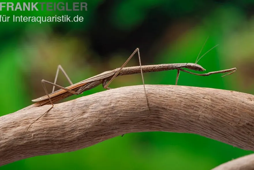 Kleine Astmantis, Popa spurca