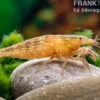 Kleine Fächergarnele, Atyopsis spinipes