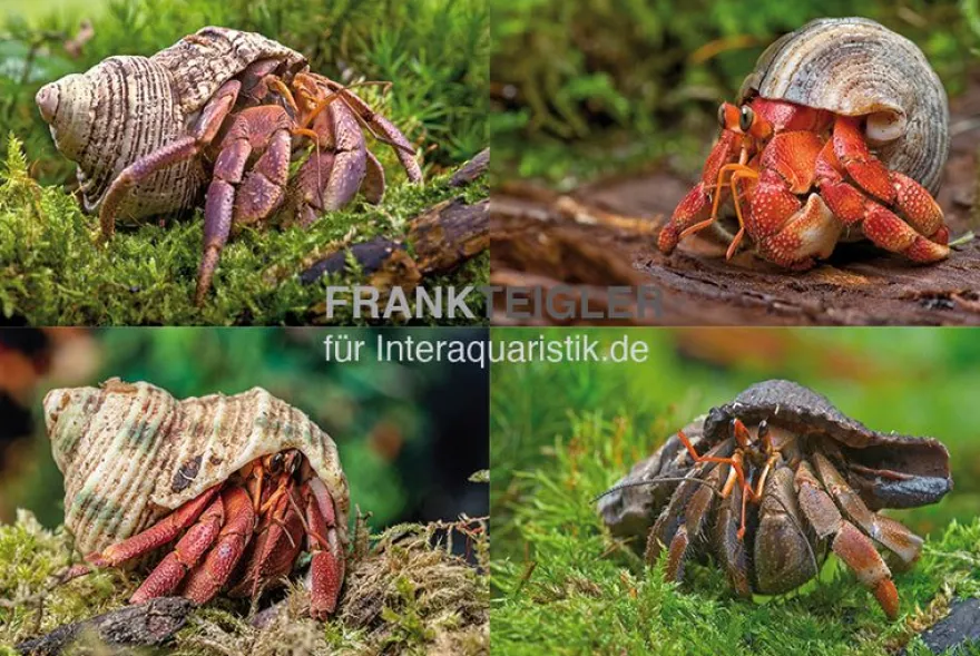 5 kleine Landeinsiedlerkrebse, Coenobita spec.