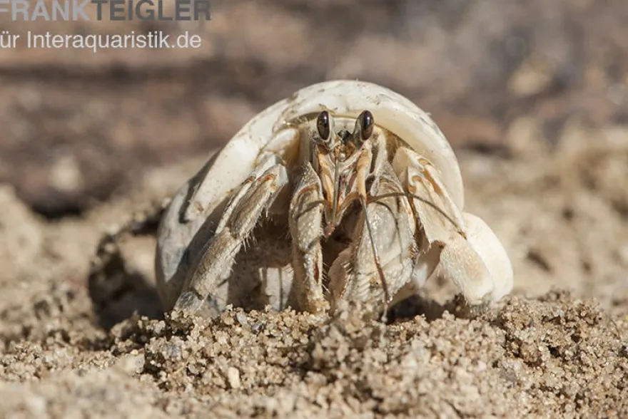 5 kleine Landeinsiedlerkrebse, Coenobita spec.