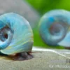 Kleine Posthornschnecke blau, Planorbella duryi var. Blau