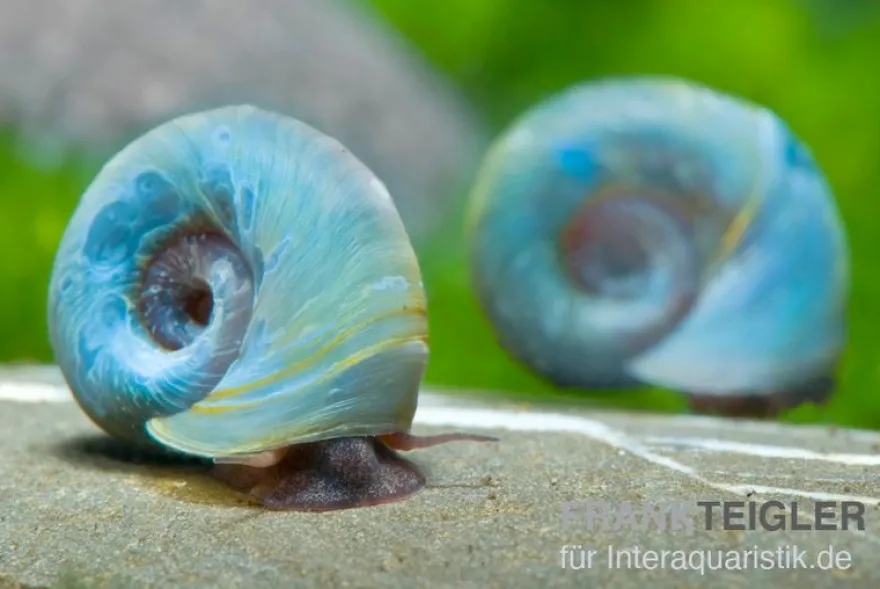 Kleine Posthornschnecke blau, Planorbella duryi var. Blau