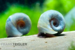 Kleine Posthornschnecke blau, Planorbella duryi var. Blau
