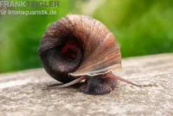 Kleine Posthornschnecke braun, Planorbella duryi var. braun