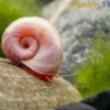 Kleine Posthornschnecke rosa, Planorbella duryi var. Rosa