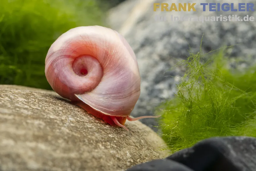 Kleine Posthornschnecke rosa, Planorbella duryi var. Rosa