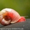 Kleine Posthornschnecke rot, Planorbella duryi var. Rot
