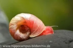 Kleine Posthornschnecke rot, Planorbella duryi var. Rot