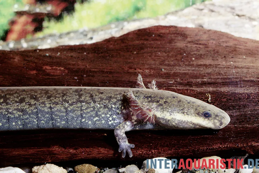 Kleiner Armmolch, Siren intermedia