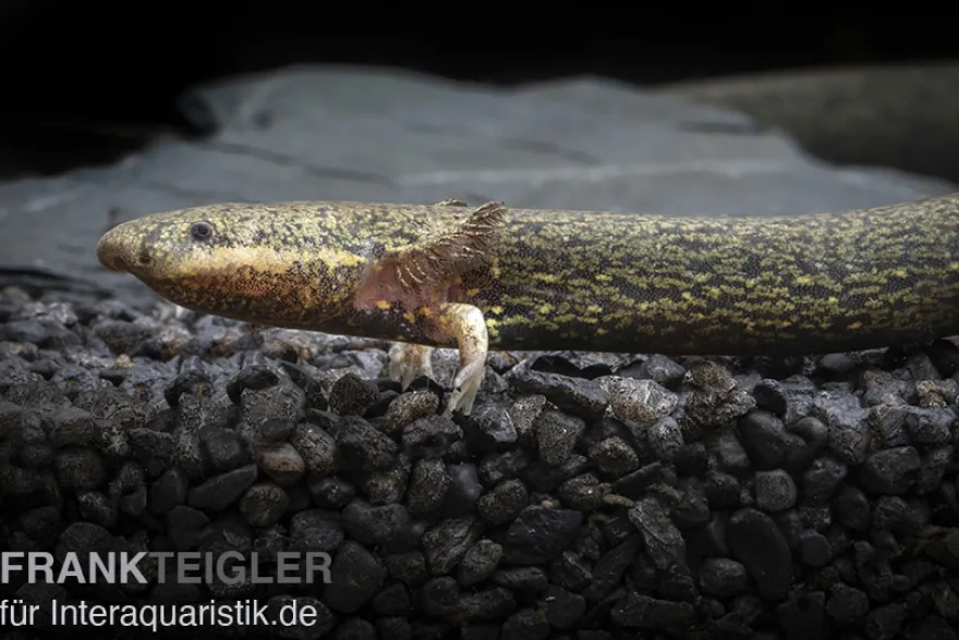 Kleiner Armmolch, Siren intermedia