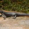 Kleiner Feuerbauchmolch, Cynops orientalis