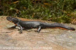 Kleiner Feuerbauchmolch, Cynops orientalis