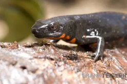 Kleiner Feuerbauchmolch, Cynops orientalis