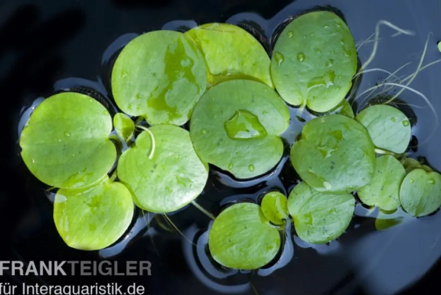 Kleiner Froschbiss, Limnobium laevigatum, lose Pflanzen-Portion