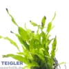Kleiner Javafarn, Microsorum pteropus sp. Petite, im Topf