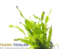 Kleiner Javafarn, Microsorum pteropus sp. Petite, im Topf