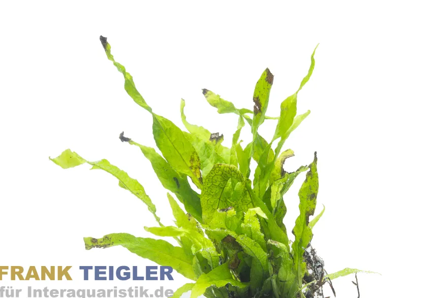 Kleiner Javafarn, Microsorum pteropus sp. Petite, im Topf