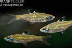 Kleiner Leuchtaugenbärbling, Rasbora dorsiocellata macrophthalma (Minifisch)