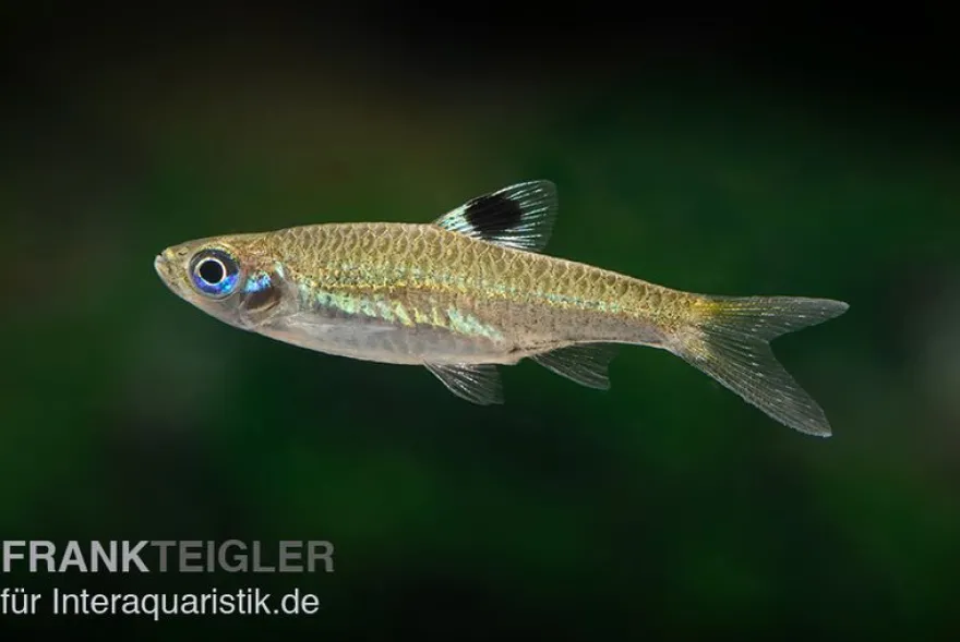 Kleiner Leuchtaugenbärbling, Rasbora dorsiocellata macrophthalma (Minifisch)