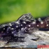 Kleiner Orinoco-Saugwels, L 280, Micracanthicus vandragti