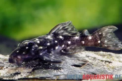 Kleiner Orinoco-Saugwels, L 280, Micracanthicus vandragti