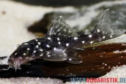 Kleiner Orinoco-Saugwels, L 280, Micracanthicus vandragti