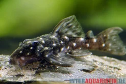 Kleiner Orinoco-Saugwels, L 280, Micracanthicus vandragti