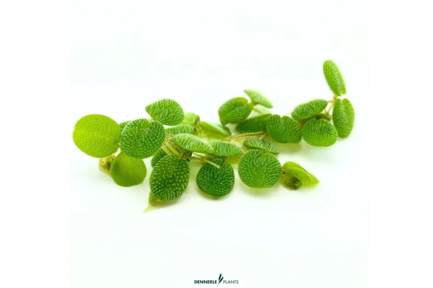 Kleiner Schwimmfarn, Salvinia minima, 100 ml lose im Becher