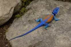 Kleiner Stachelleguan, Sceloporus minor