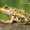 Kleiner Wasserfrosch, Pelophylax lessonae