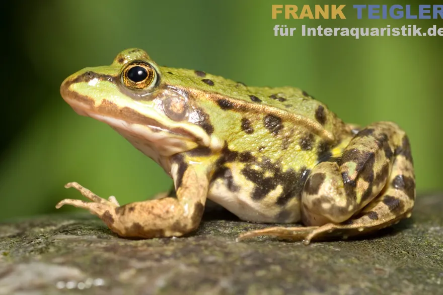 Kleiner Wasserfrosch, Pelophylax lessonae