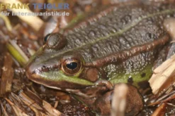Kleiner Wasserfrosch, Pelophylax lessonae