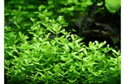 Kleines Fettblatt, Bacopa monnieri, im Topf