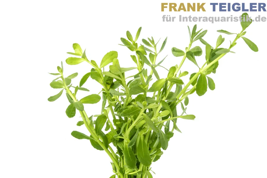 Kleines Fettblatt, Bacopa monnieri, Bund