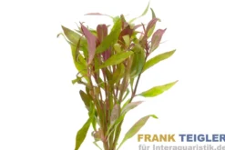 Kleines Papageienblatt, Alternanthera reineckii, Bund