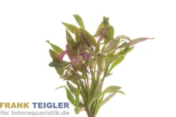 Kleines Papageienblatt, Alternanthera reineckii, Bund
