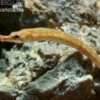 Kleine Süßwassernadel, Enneacampus ansorgii