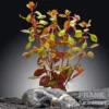 Kleine tiefrote Ludwigie, Ludwigia palustris "Super Red", im Topf