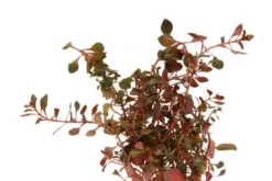 Kleine tiefrote Ludwigie, Ludwigia palustris 
