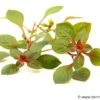 Kleine tiefrote Ludwigie, Ludwigia sp. "Super Red", im Topf
