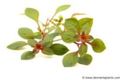 Kleine tiefrote Ludwigie, Ludwigia sp. "Super Red", im Topf