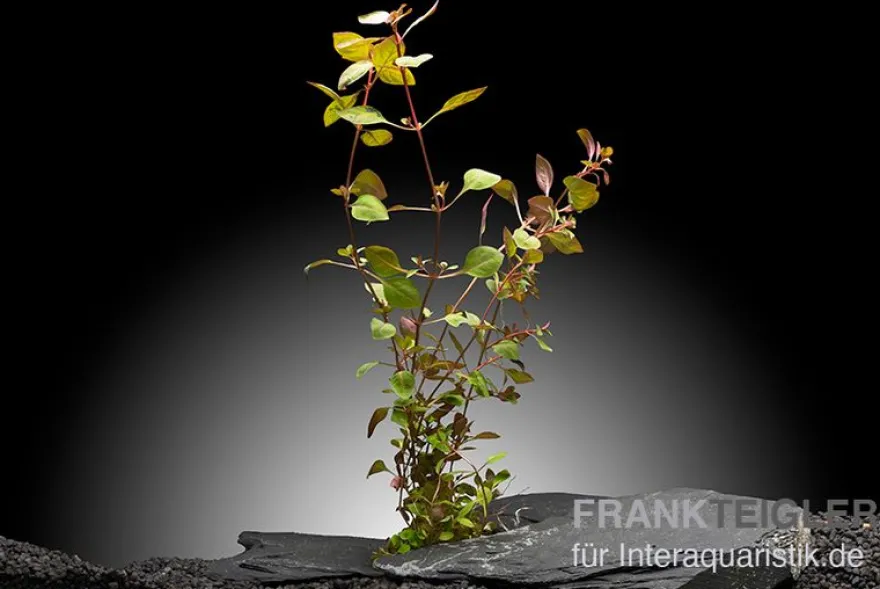 Kleine tiefrote Ludwigie, Ludwigia sp. "Super Red", im Topf
