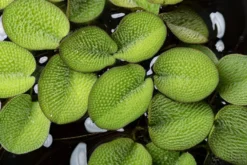 Kleinohriger Schwimmfarm, Salvinia auriculata, In Vitro