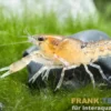 Kleinster Zwergkrebs, Cambarellus diminutus - Zufällig