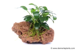 Kleinstes Zwergspeerblatt, Anubias nana "Bonsai" auf Stein, ca. 9x7x7 cm