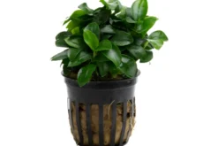 Kleinstes Zwergspeerblatt, Anubias nana Bonsai/Petite, im Topf