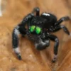 Königliche Springspinne, Phidippus regius